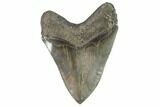 Fossil Megalodon Tooth - Serrated Blade #101488-2